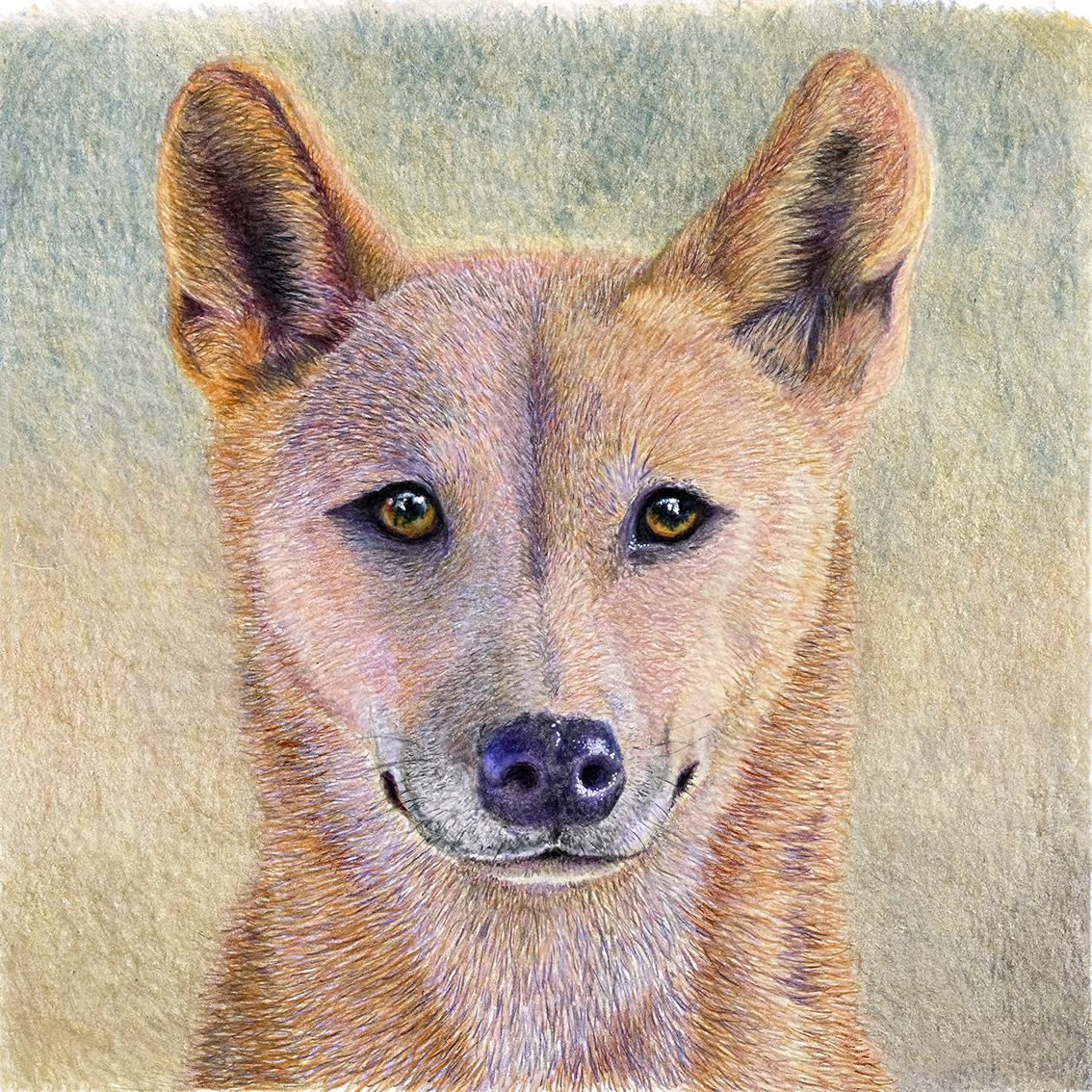 'Dingo' - Main Image