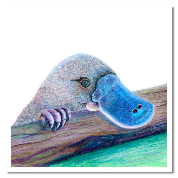 Cards - Native Australian Animal Collection