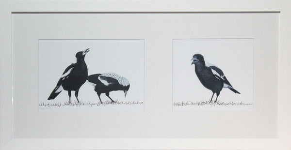 Bird - Magpie Family