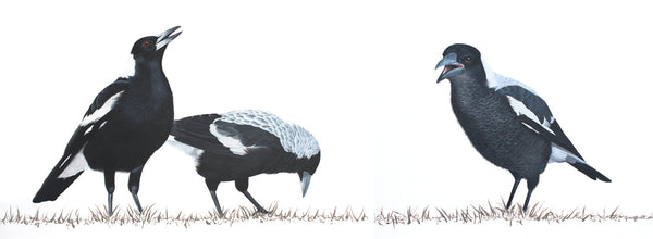 Bird - Magpie Family