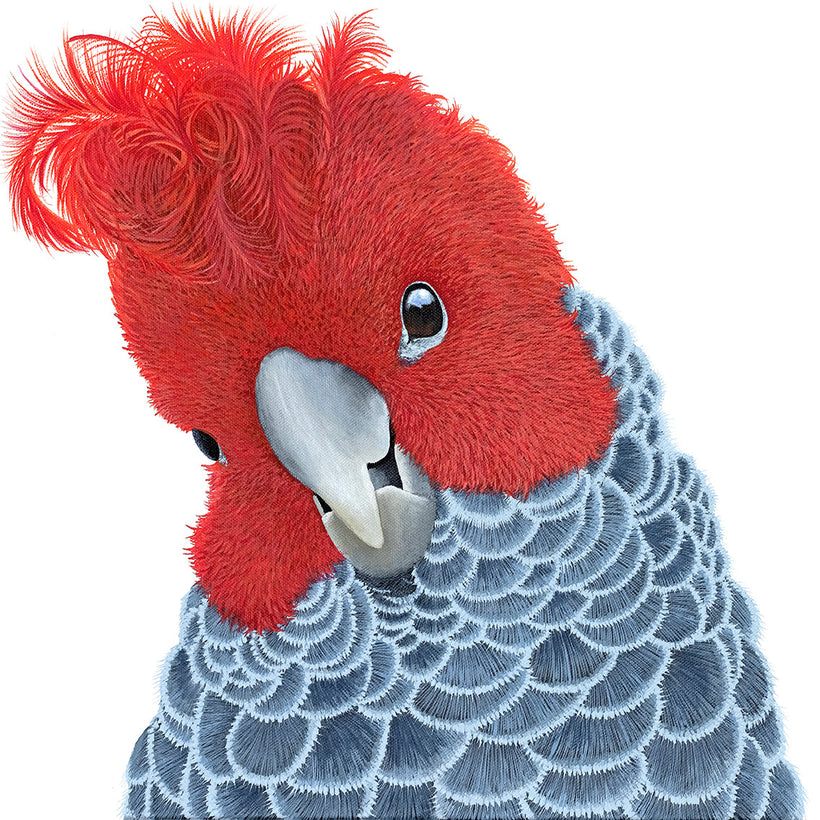 Australian Bird Prints