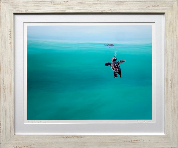 'Baby Turtle Bubbles' Framed Print