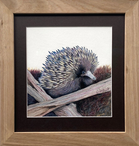 'Echidna Baby at Wallagoot'