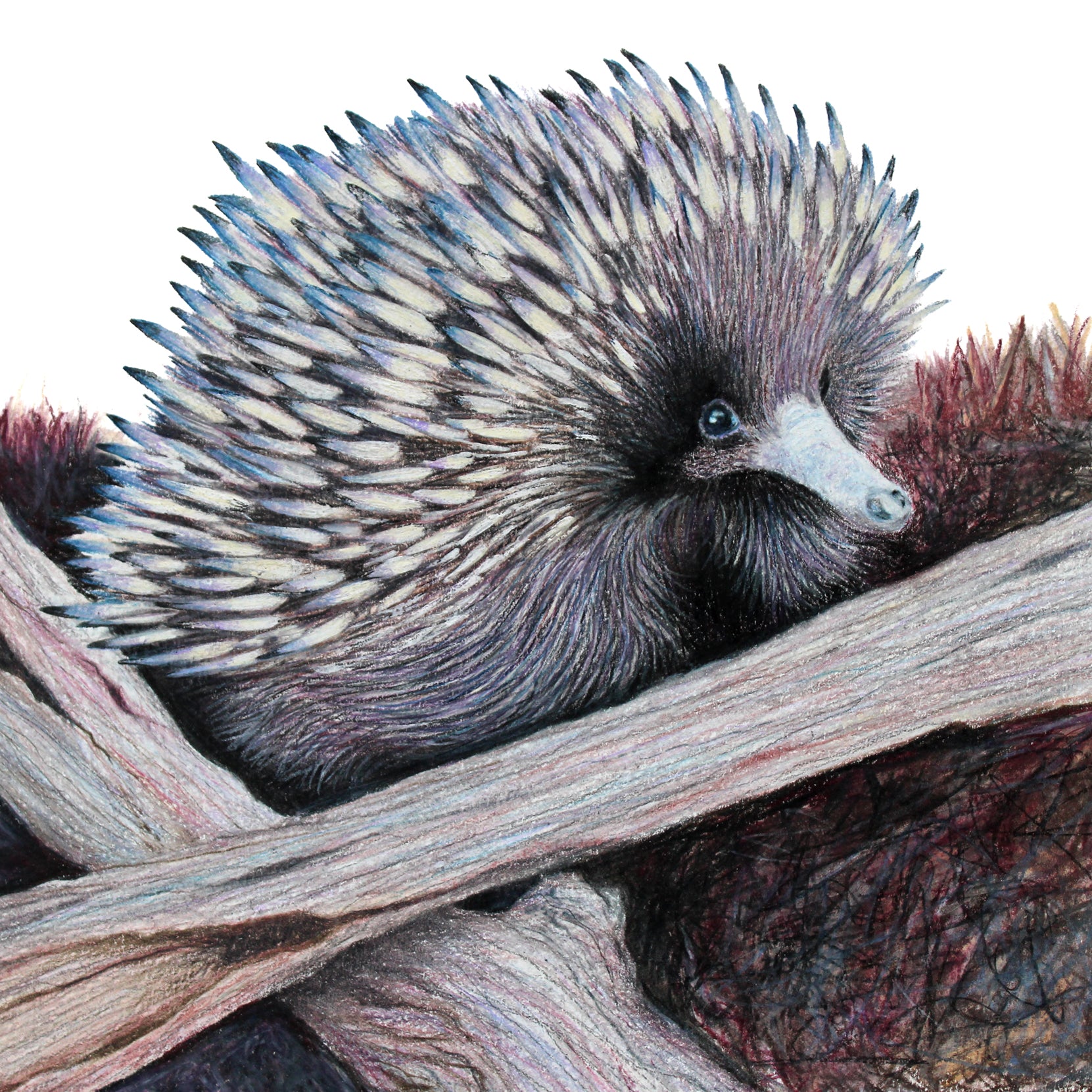 'Echidna Baby at Wallagoot'