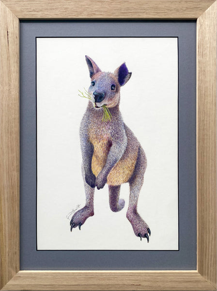 'Marvin the Swamp Wallaby'