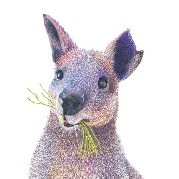 'Marvin the Swamp Wallaby' Print