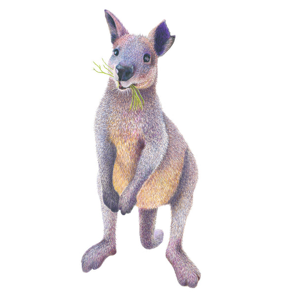 'Marvin the Swamp Wallaby' Print