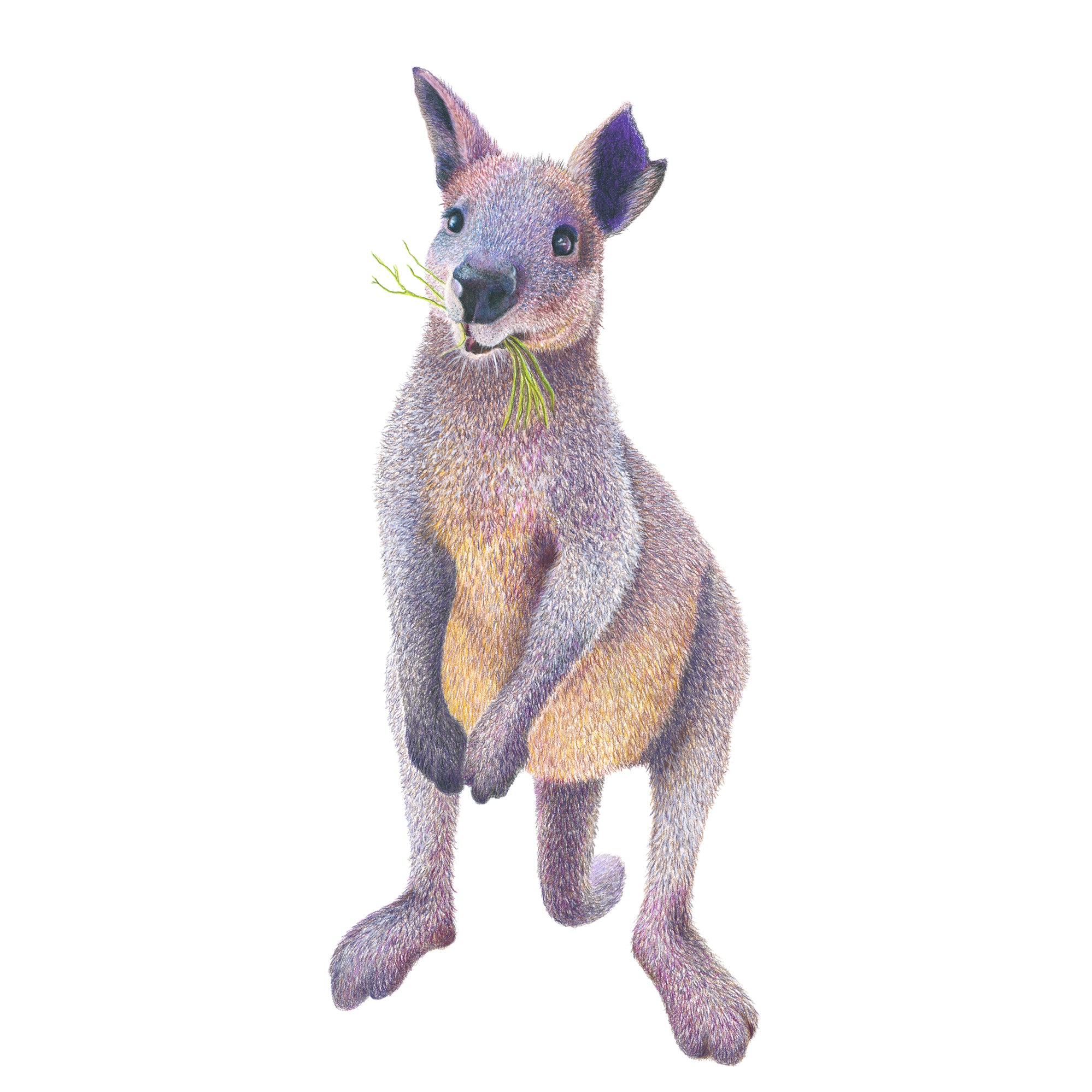 'Marvin the Swamp Wallaby'