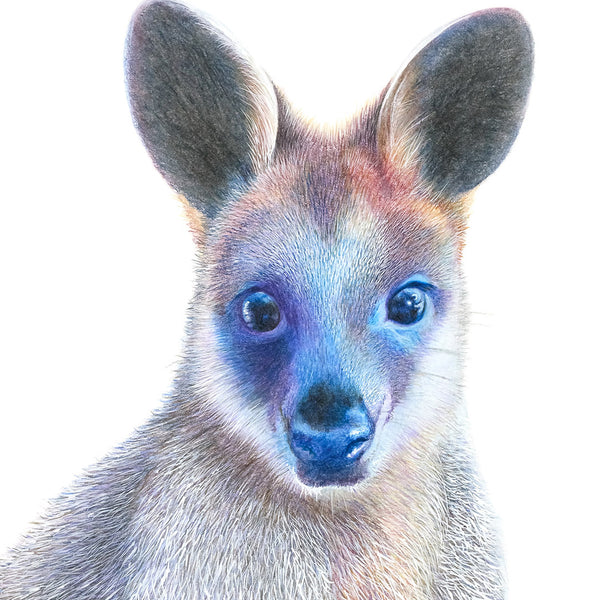 'Swamp Wallaby' Print