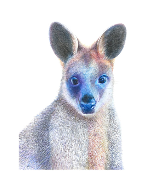 'Swamp Wallaby' Print