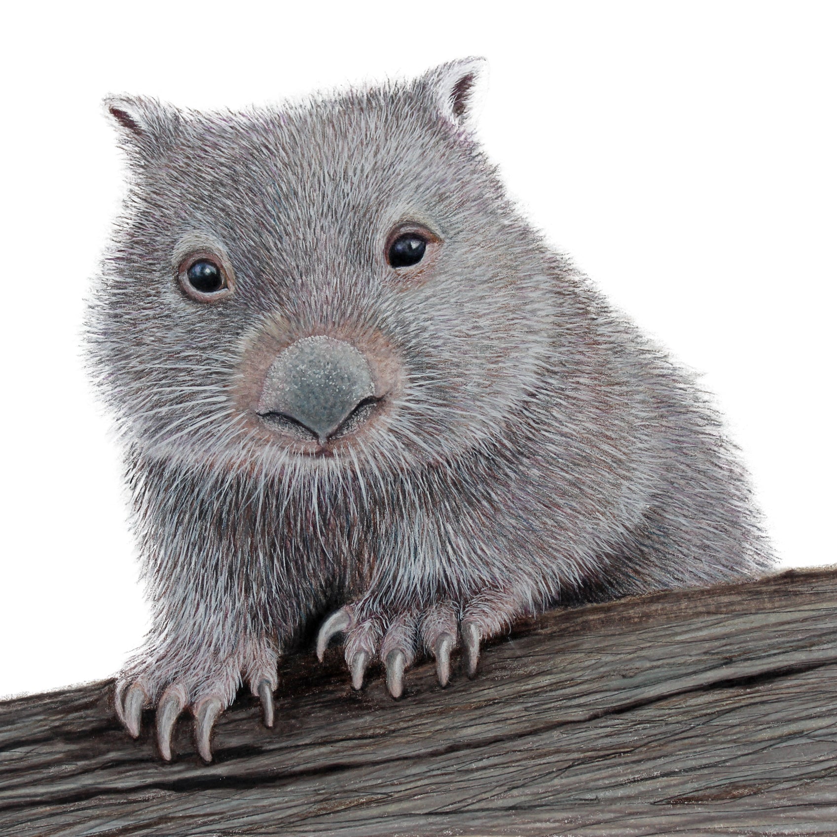 'Wombat - Peter Richards goes Exploring'