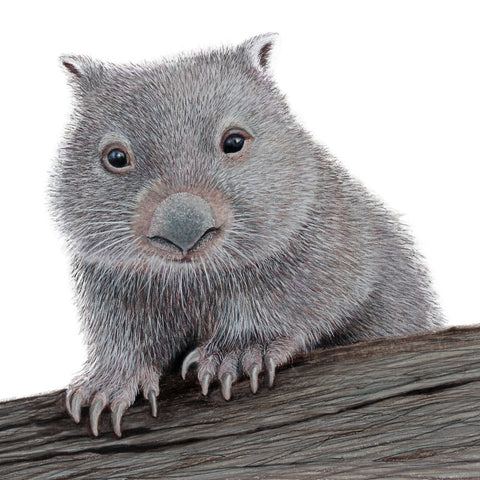 'Wombat - Peter Richards goes Exploring'