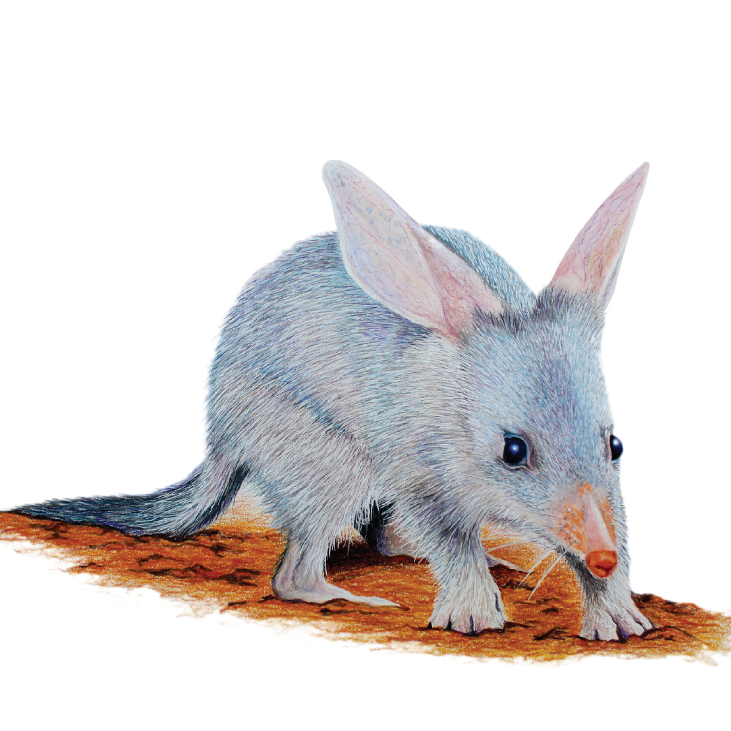 'Bilby'