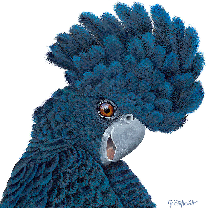Bird - Black Cockatoo