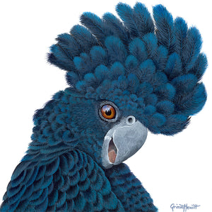 Bird - Black Cockatoo