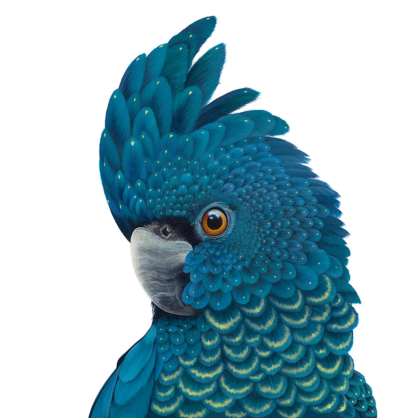 Bird - Calyptorhynchus Banksii