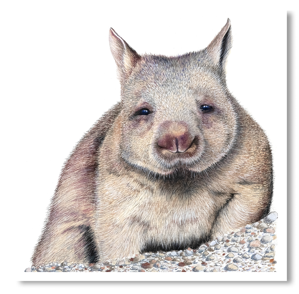 Card - Northern Hairy Nose Wombat