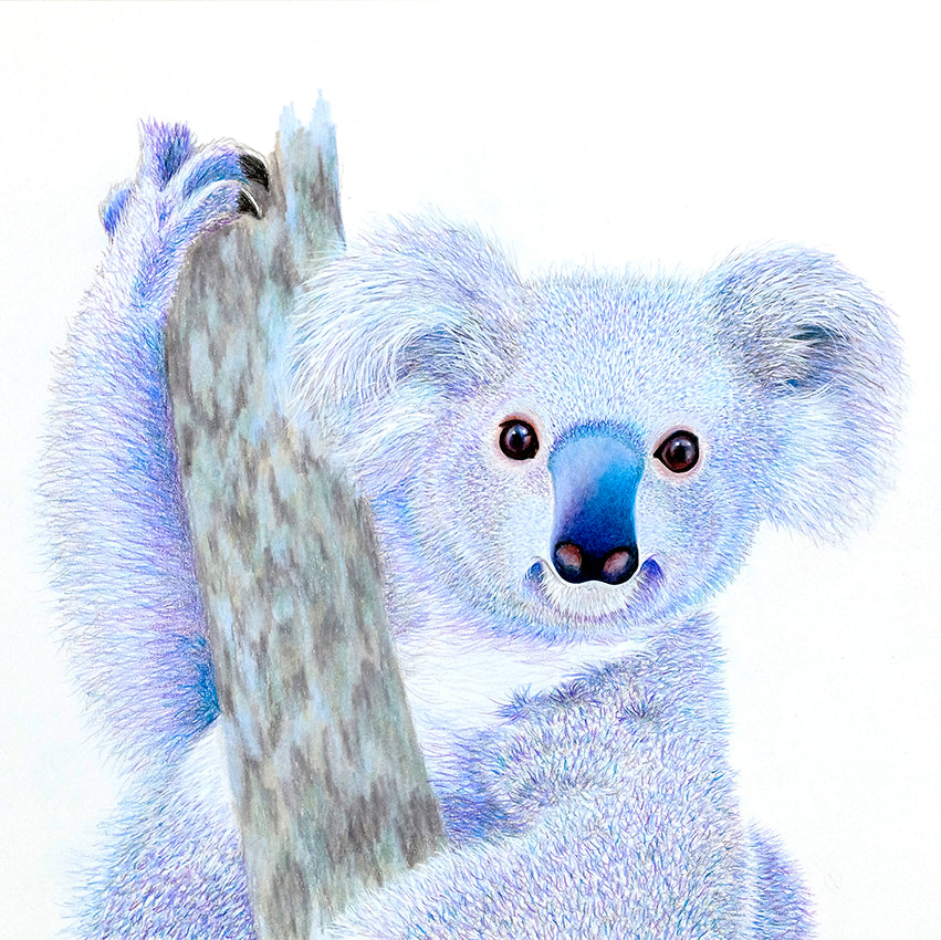 'Koala II'
