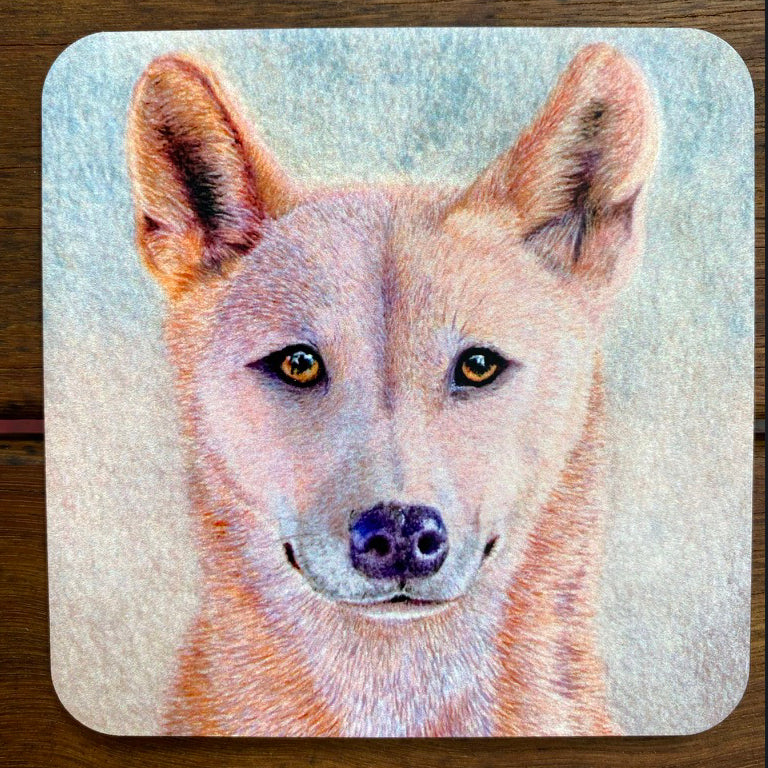 Coasters - Dingo Stare