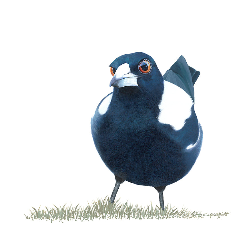 Bird - Curious Magpie