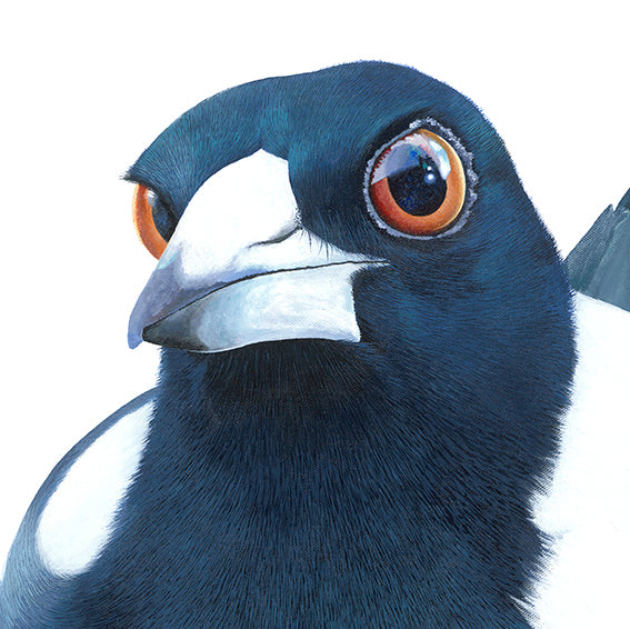 Bird - Curious Magpie