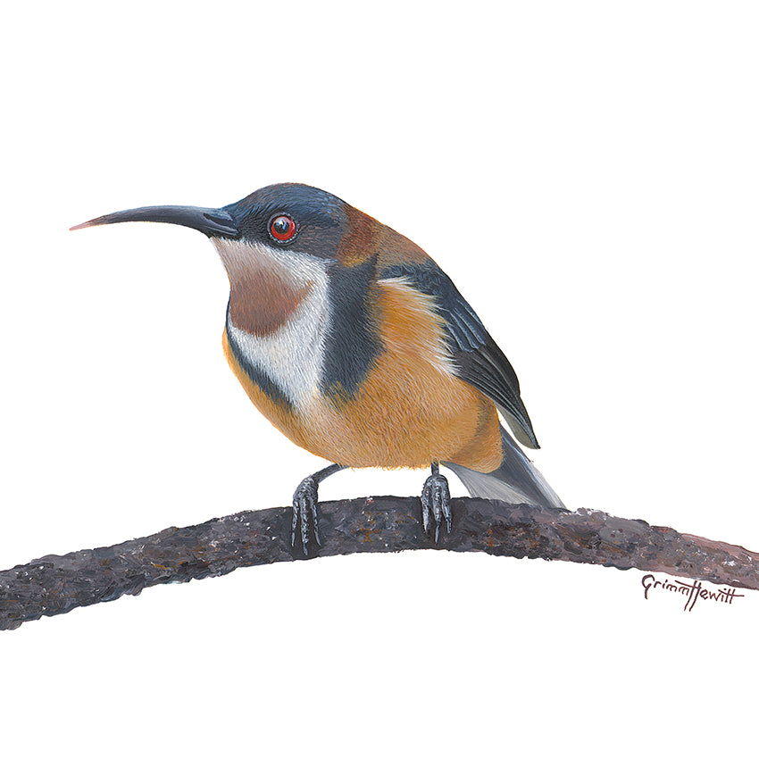 Bird - Eastern Spinebill Honeyeater