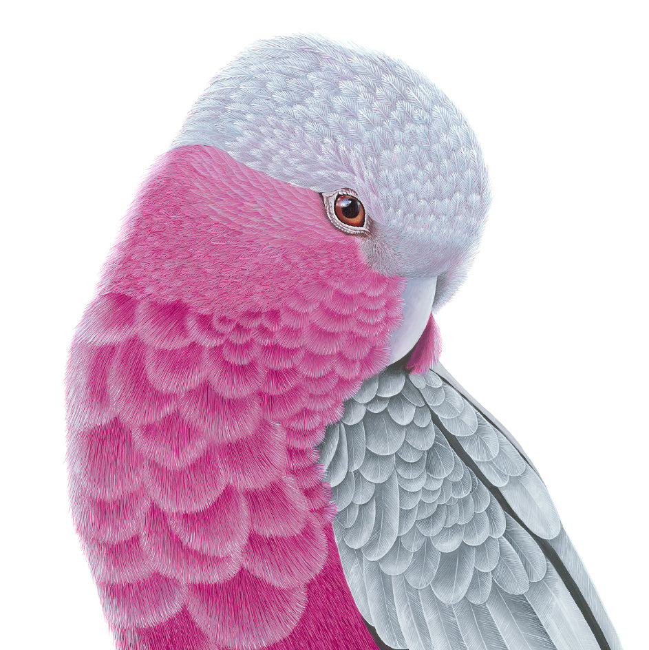 Card - Pink & Grey Galah
