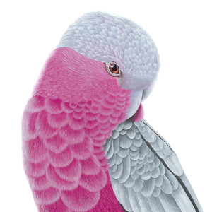 Card - Pink & Grey Galah