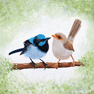 Card - Superb Fairy Wrens