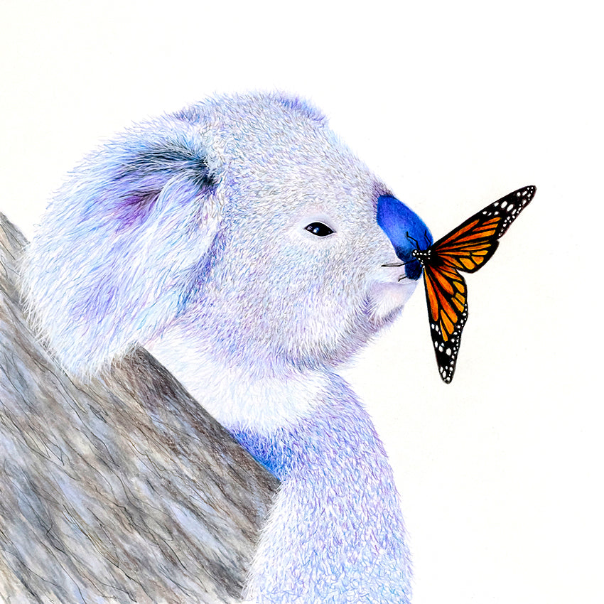 'Koala - Love is in the Air'