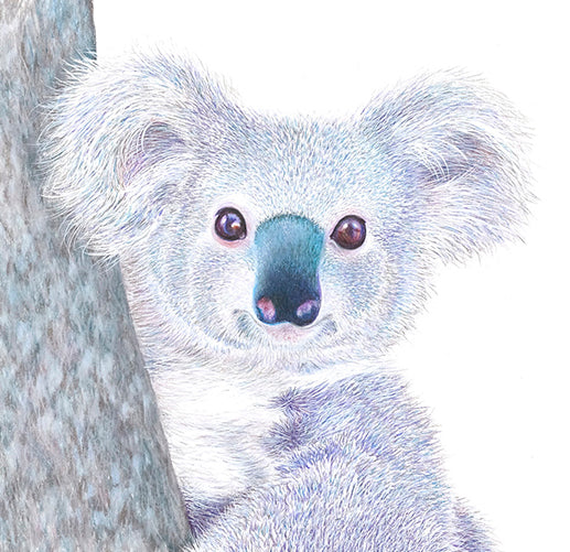 'Koala'