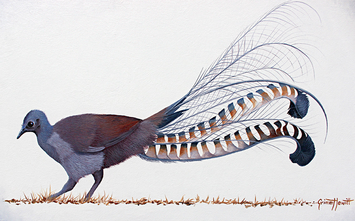 Lyre Bird