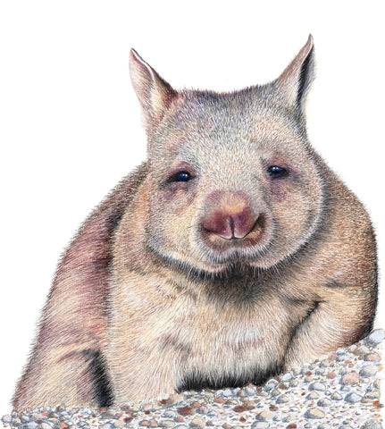 'Wombat - Northern Hairy Nose'
