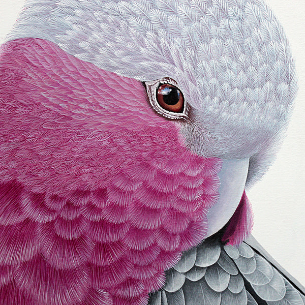 Bird - Pink and Grey Galah