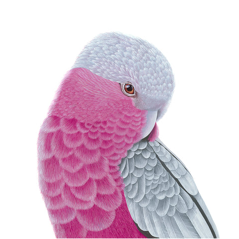 Bird - Pink and Grey Galah