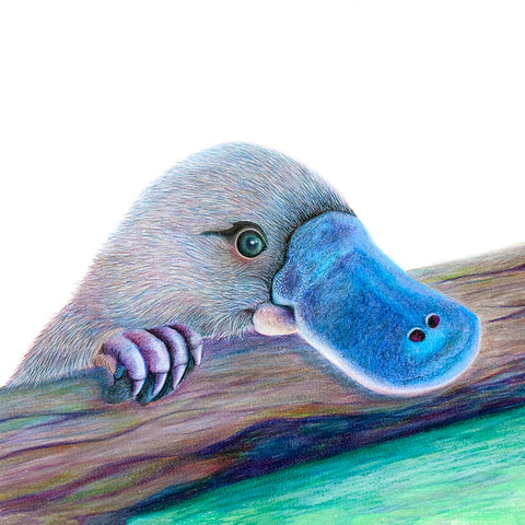 'Platypus'