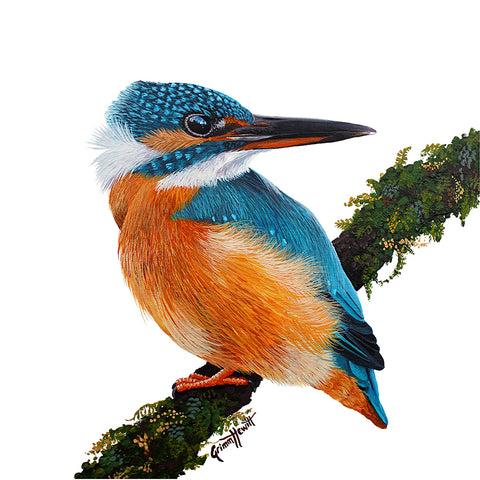 Bird - Sacred Kingfisher Front