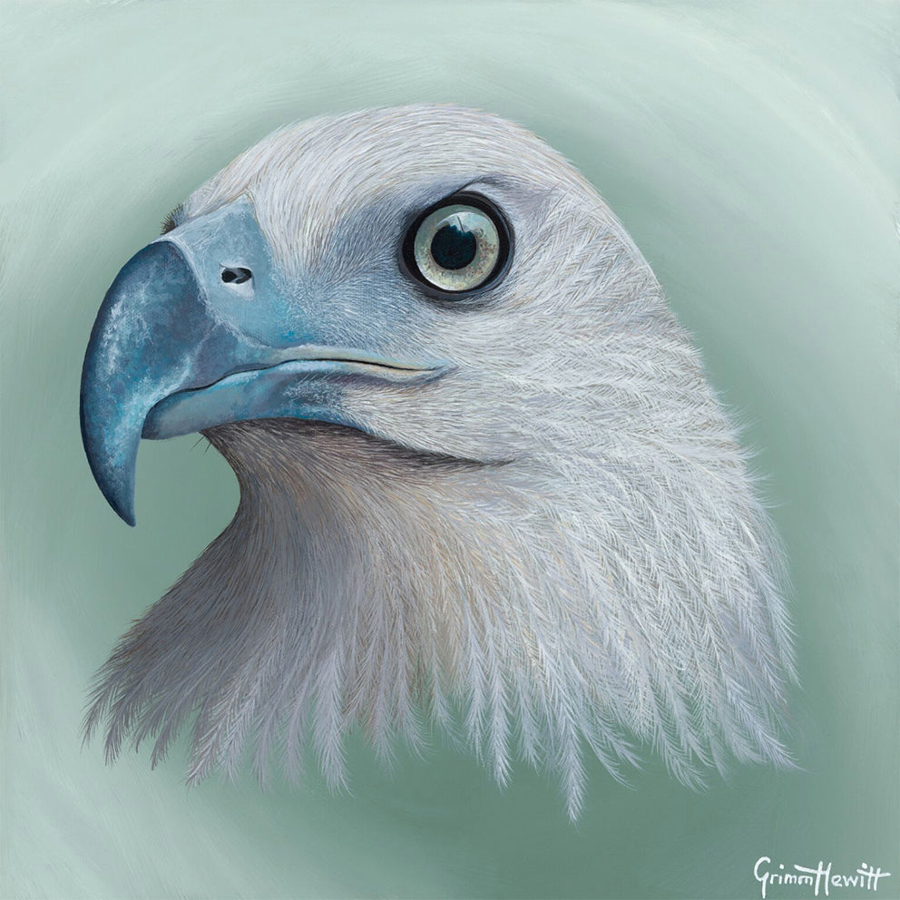 Bird - Sea Eagle