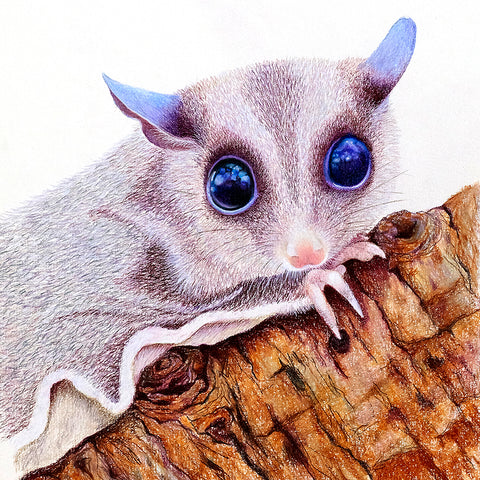 'Sugar Glider Possum' giclee print
