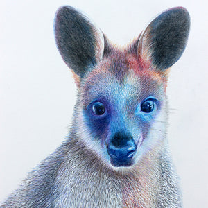 'Swamp Wallaby'