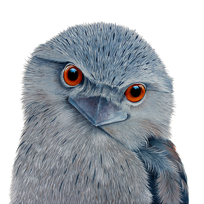 Bird - Tawny Frogmouth II