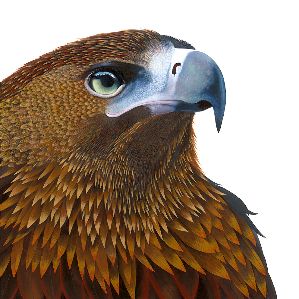 Bird - Wedge-Tailed Eagle