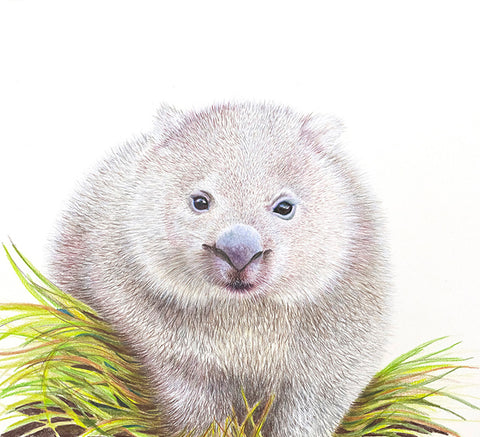 'Wombat'
